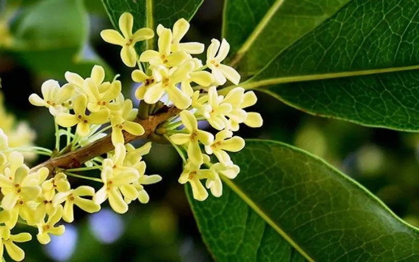 Cây mộc hương phát triển khỏe mạnh khi đất được giữ ẩm và thoát nước tốt, hỗ trợ cho quyết định có nên trồng cây mộc hương trong nhà