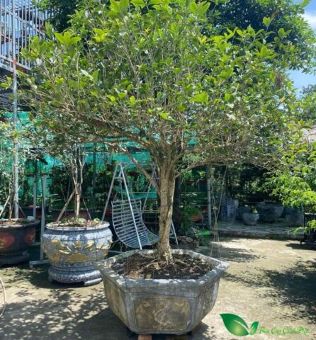 Cách Trồng Cây Mộc Hương Toàn Diện Từ A Đến Z Cho Người Mới Bắt Đầu