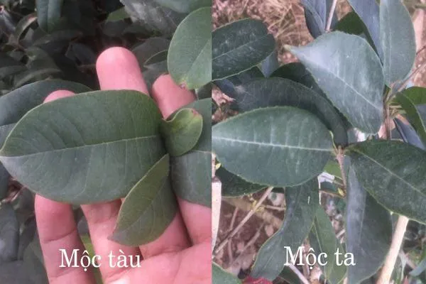 Cây Mộc Hương - Ý nghĩa, cách trồng và chăm sóc cho cây ra hoa đẹp - 2