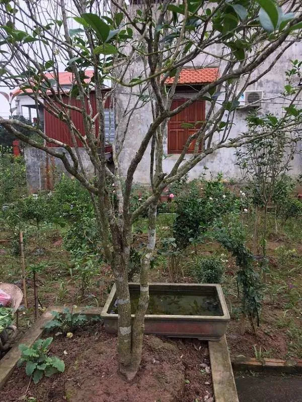 Cây Mộc Hương - Ý nghĩa, cách trồng và chăm sóc cho cây ra hoa đẹp - 4