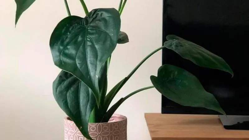 Cây môn kiểng trang trí trong nhà