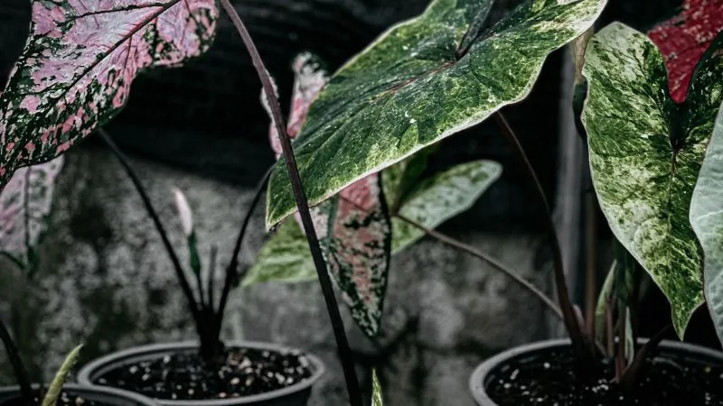 Cây môn kiểng trang trí vườn