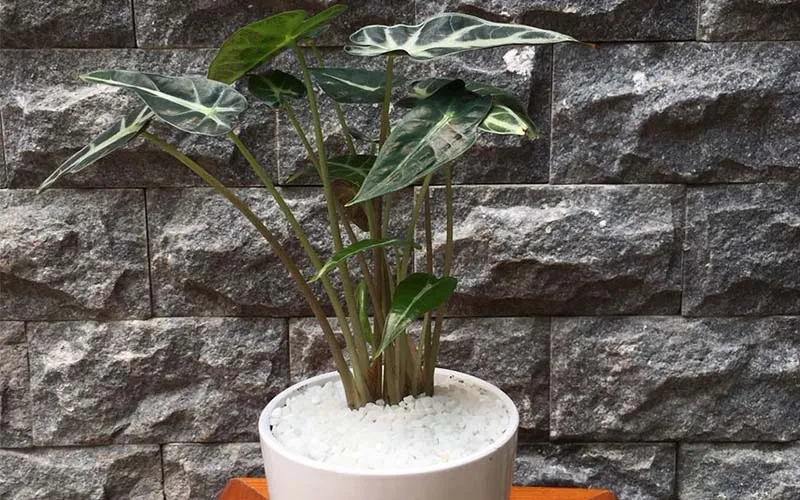 Cây môn Quan Âm khá dễ trồng và chăm sóc