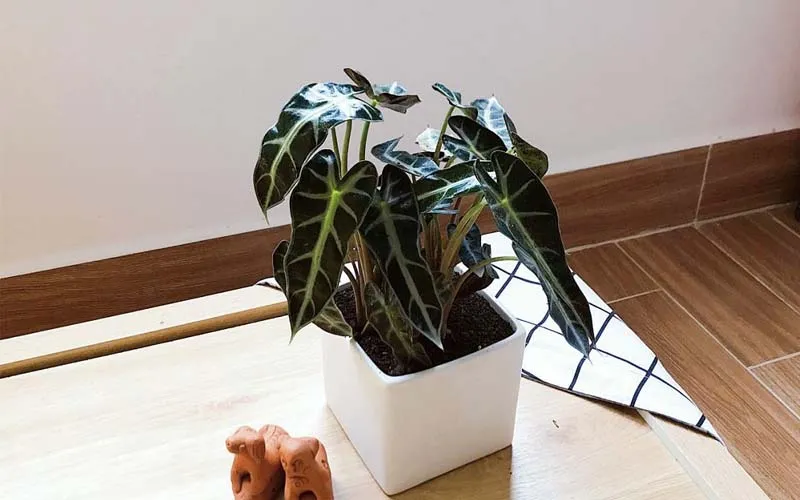 Cây môn Quan Âm lá đẹp, gân trắng nổi bật