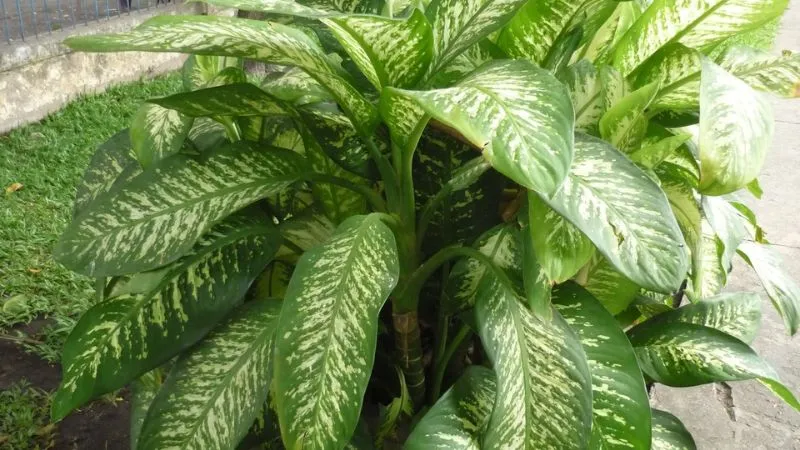 Cây môn trường sinh