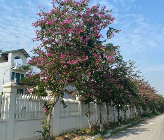 Cách Trồng Cây Hoa Ban Tím Toàn Diện Từ A Đến Z Cho Hoa Rực Rỡ Quanh Năm