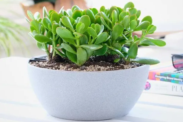 Cây mọng nước Ngọc Bích tượng trưng cho may mắn