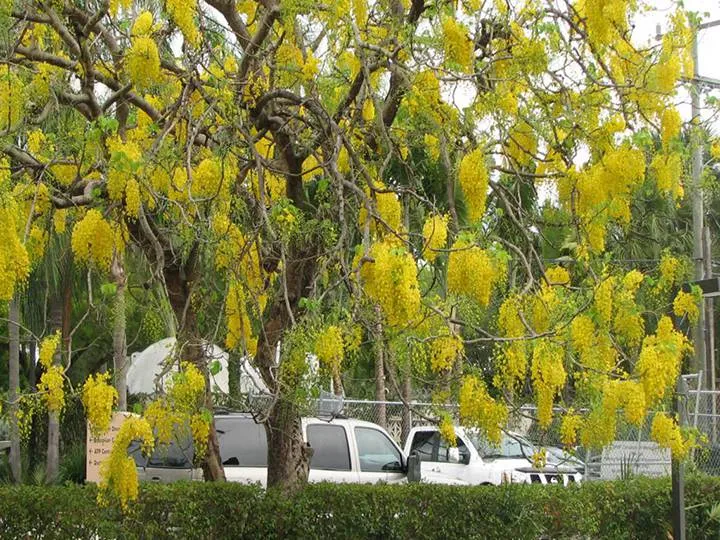 Cây Muồng Hoàng Yến: Cây Cảnh Thu Hút Tài Lộc Với Sắc Hoa Vàng