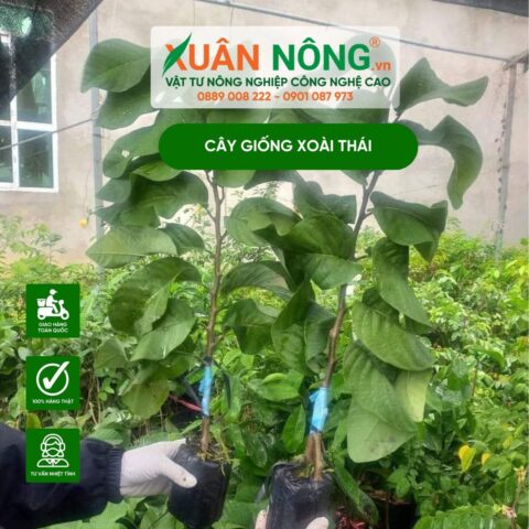 Cách Trồng Cây Na Thái Đạt Năng Suất Cao Nhất