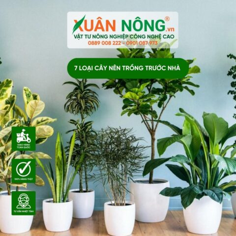 cây gì nên trồng trước cửa nhà Mang Lại Tài Lộc, May Mắn
