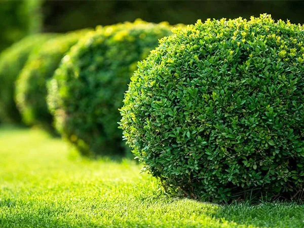 Cây Ngâu được cắt tỉa thành khối hộp, là cây trồng dải phân cách tối ưu khả năng chắn bụi