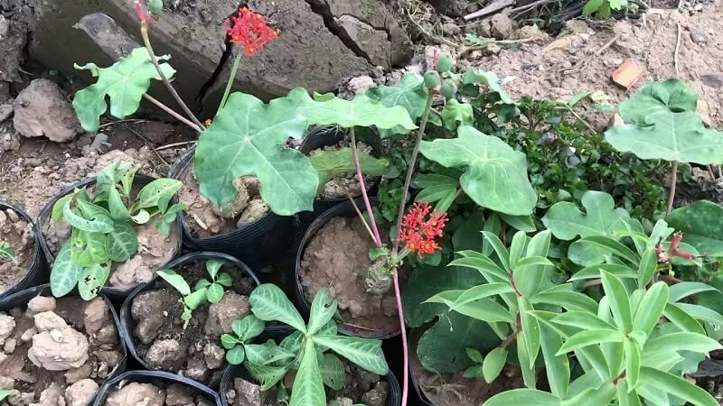 Cây ngô đồng biểu tượng cho sự sung mãn, trường tồn, trường thọ, như ý và cát tường