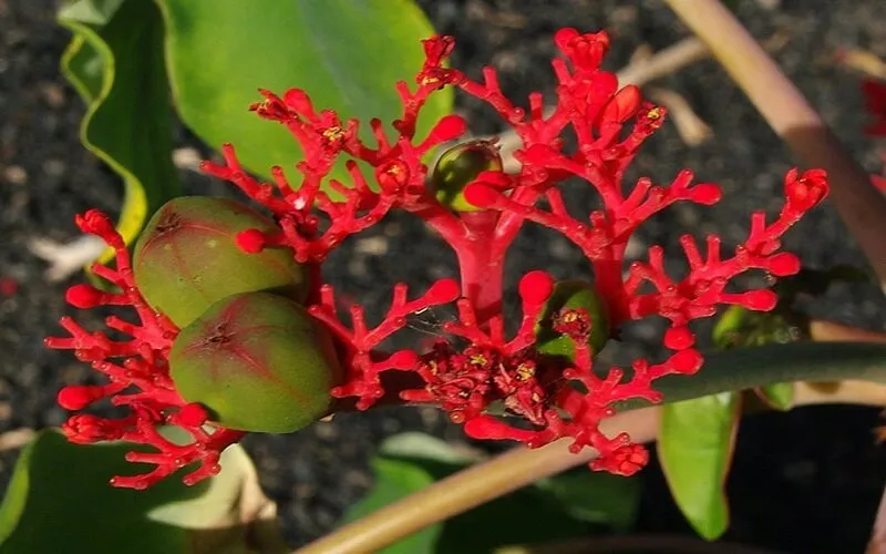 Cây ngô đồng dễ chăm sóc, do đó bạn sẽ không tốn nhiều thời gian để chăm bón