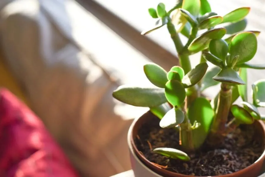 Cây Ngọc Bích cần ít nhất vài giờ có ánh nắng trực tiếp để duy trì sự tăng trưởng