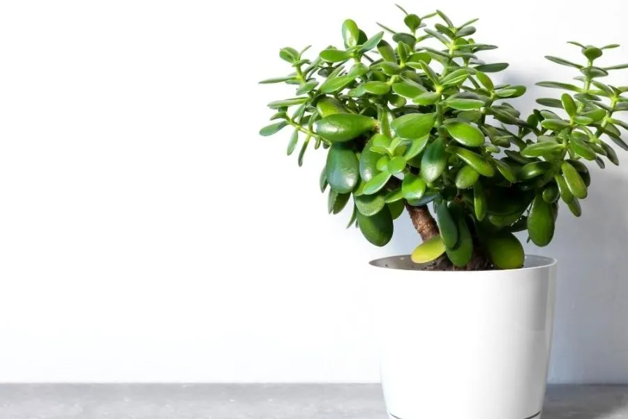 Cây ngọc bích (Crassula ovata) dáng đẹp trồng trang trí nội thất trong nhà