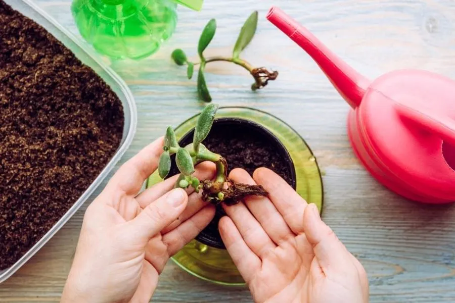 Cây Ngọc Bích Crassula ovata được trồng trong chậu đất nung với đất thoát nước tốt