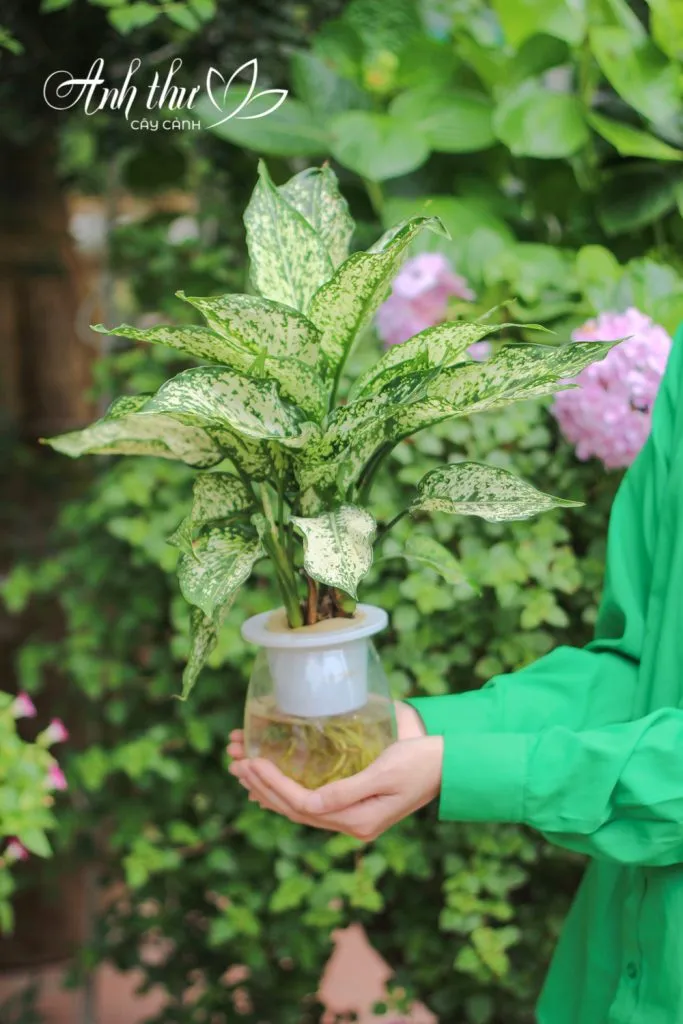 Cây Ngọc Ngân thủy sinh với bộ rễ trắng phát triển mạnh mẽ