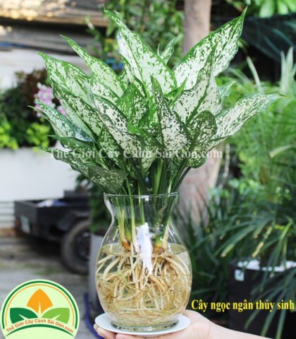 Cách Trồng Cây Ngọc Ngân Thủy Sinh Đúng Kỹ Thuật Và Chăm Sóc Bền Vững