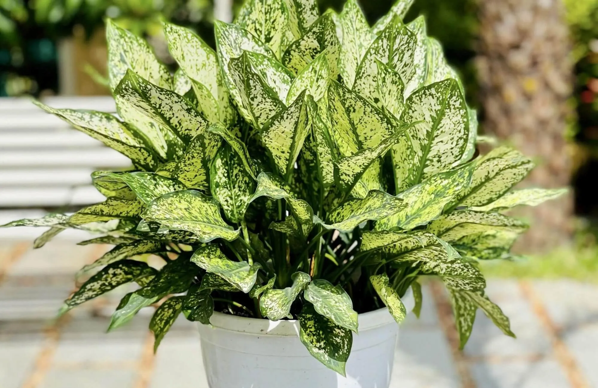 Cây Ngọc Ngân trồng thủy sinh không hợp đặt trong bếp