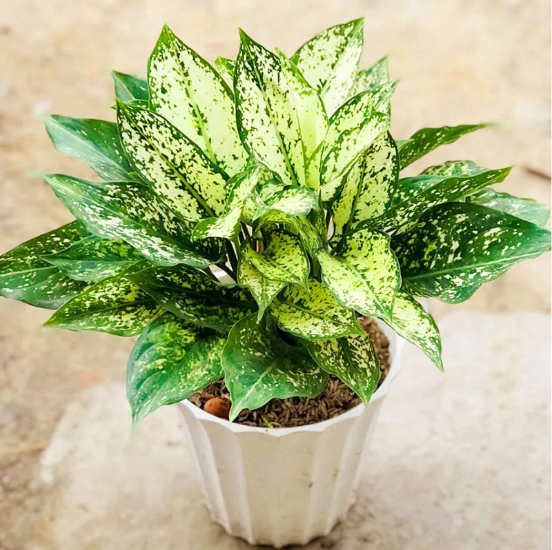 Cây Ngọc Ngân với lá xanh thẫm và đốm trắng