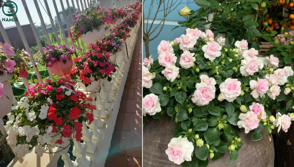 Cây ngọc thảo ra hoa rực rỡ dưới ánh sáng, vai trò của ánh sáng và tỉa cành trong cách chăm sóc cây ngọc thảo