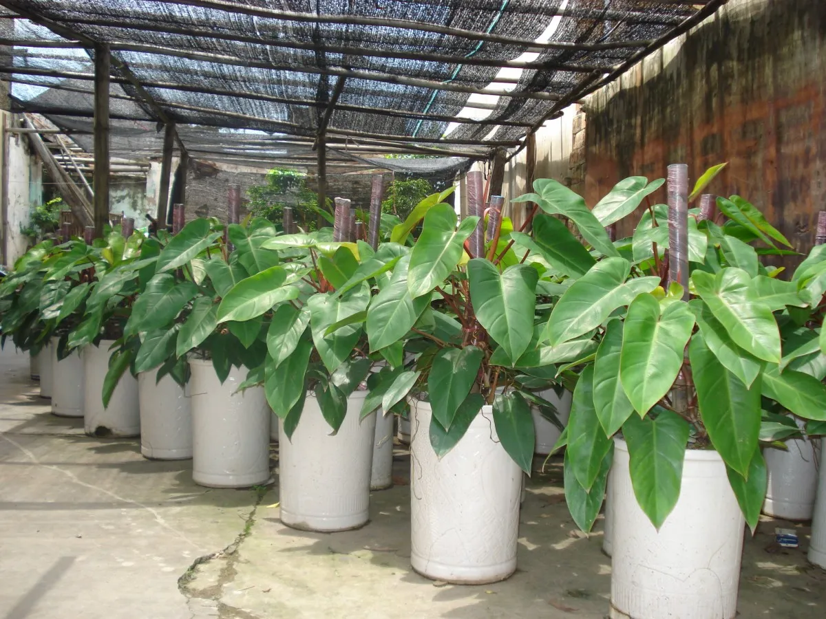 cây ngũ gia bì bonsai lá xanh khỏe mạnh, hướng dẫn cách chăm sóc cây ngũ gia bì trong nhà