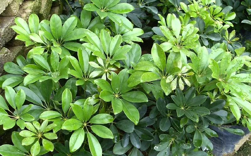 Cây Ngũ Gia Bì có rất nhiều tác dụng, cần được chăm sóc đúng cách