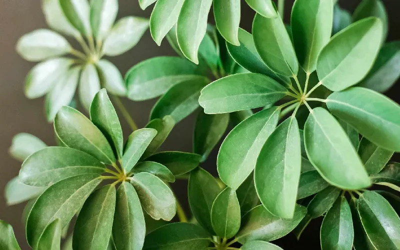 Cây Ngũ Gia Bì được sử dụng trong các bài thuốc chữa bệnh