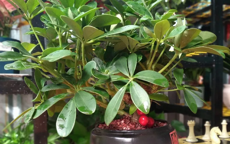 Cây Ngũ Gia Bì hợp tuổi nào?