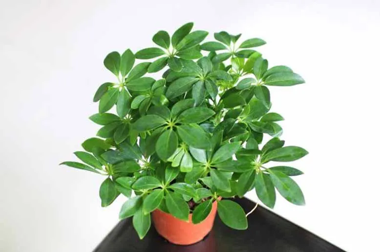 Cây Ngũ Gia Bì lá cẩm thạch mang lại vẻ đẹp độc đáo