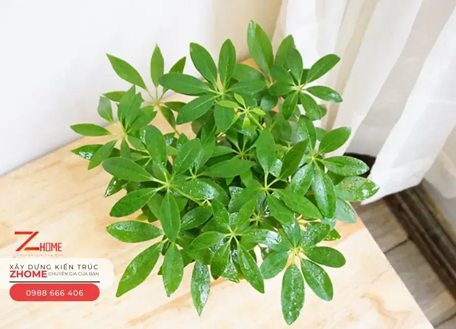 Cây Ngũ Gia Bì lá kép hình chân vịt, giúp ổn định tài chính và đuổi muỗi