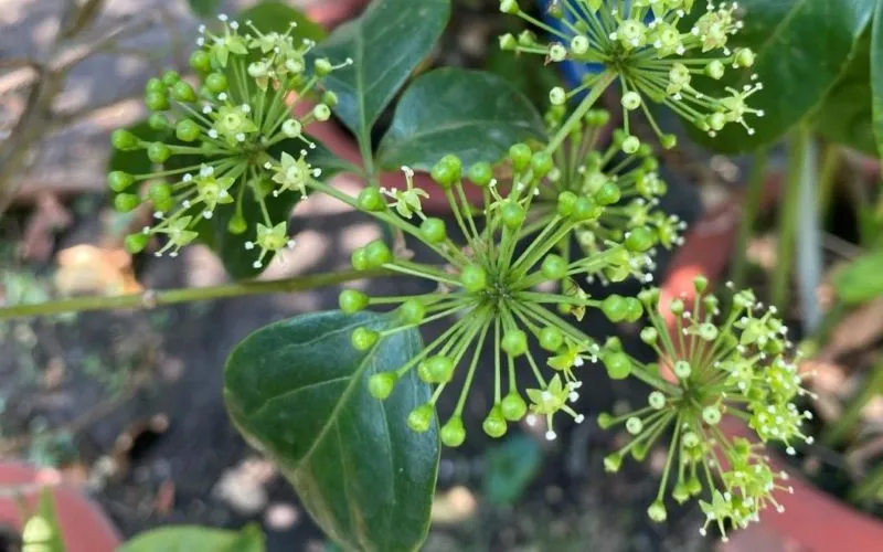 Cây Ngũ Gia Bì nở hoa