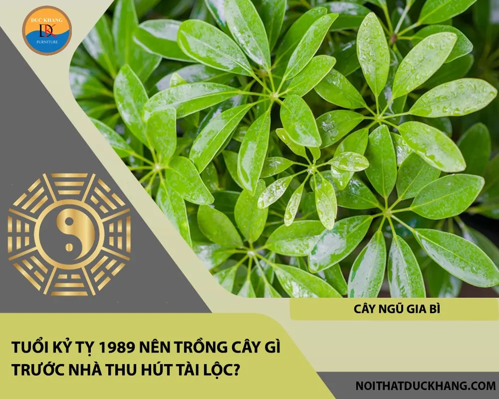 Cây Ngũ Gia Bì với lá xanh mướt mang lại sinh khí cho không gian