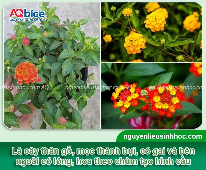 Cây ngũ hoa mọc thành bụi, thân gỗ có gai, mỗi chùm hoa được tạo thành từ nhiều bông nhỏ với màu sắc rực rỡ, là kết quả của việc chăm sóc đúng kỹ thuật sau khi gieo hạt ngũ hoa