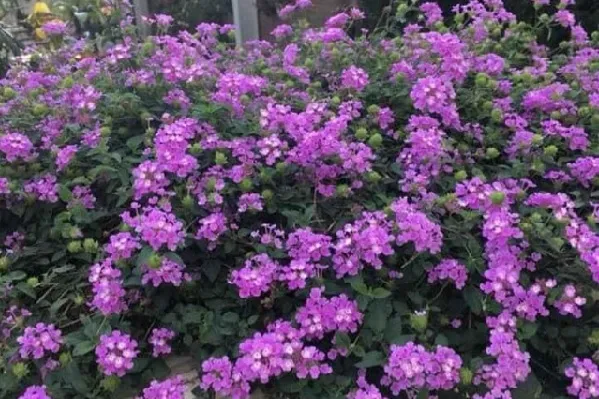 Cây ngũ sắc rực rỡ và các tác dụng làm cảnh