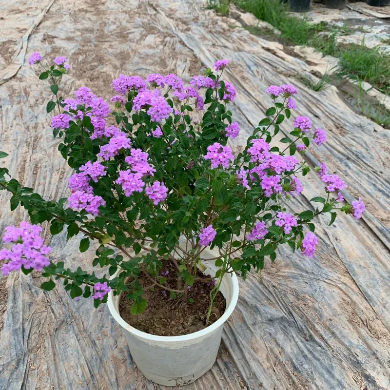 Cây Ngũ Sắc Tím được trồng trong chậu và cắt tỉa thành hình dáng bonsai