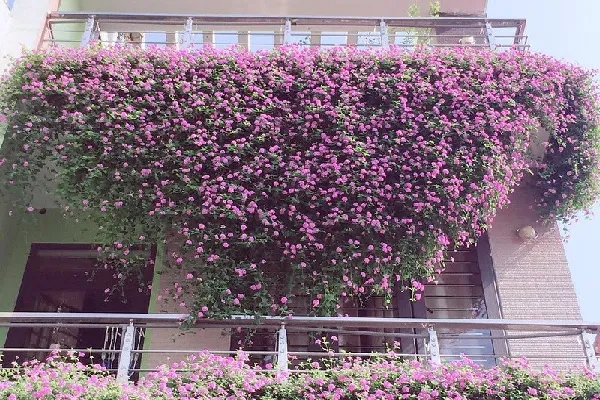 Cây ngũ sắc tím rủ đang ra hoa