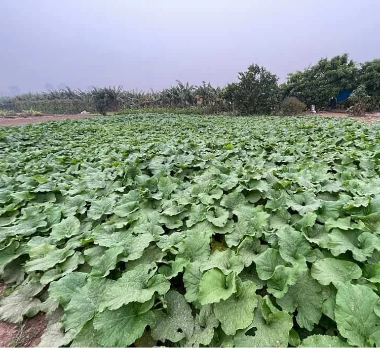 Cây ngưu bàng đang trong giai đoạn phát triển củ và lá