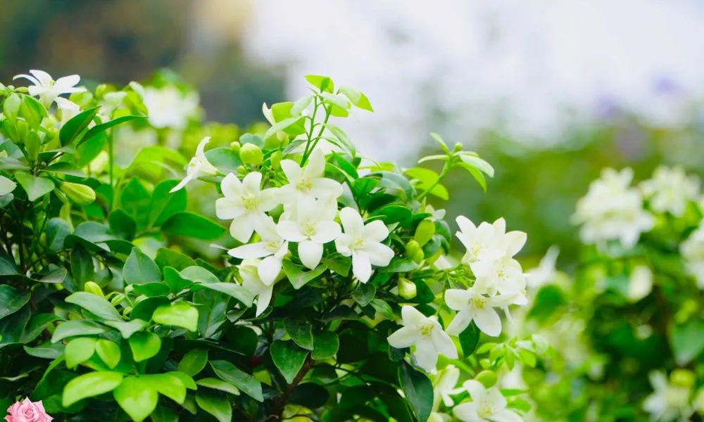Cây nguyệt quế cảnh với hoa trắng và hương thơm ngào ngạt được yêu thích để trang trí