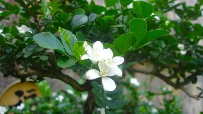 cây nguyệt quế đã bứng và bọc bầu đất chuyên nghiệp, sẵn sàng cho quy trình cách bứng và trồng cây nguyệt quế