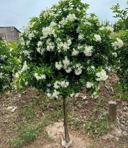 Cách Trồng Hoa Nguyệt Quế Chi Tiết Từ A Đến Z Đảm Bảo Ra Hoa Quanh Năm