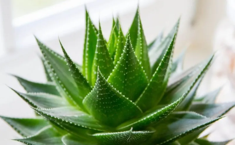 Cây Nha Đam (Aloe Vera) cung cấp Oxi vào ban đêm, giúp cải thiện chất lượng giấc ngủ