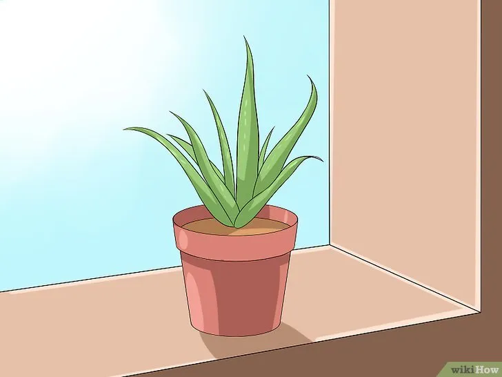 Cây nha đam được đặt trên bệ cửa sổ đón ánh sáng tự nhiên.