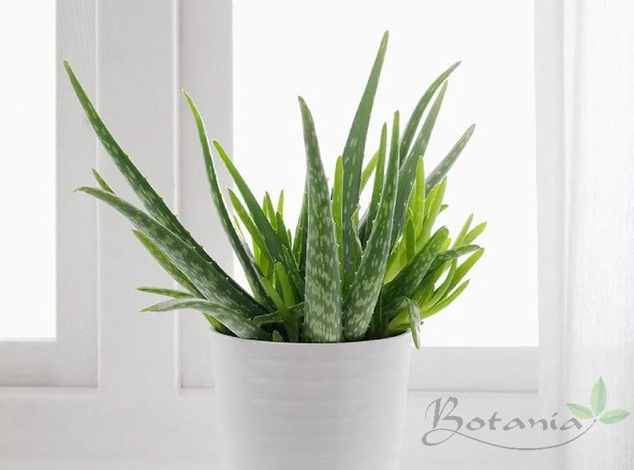 Cây nha đam tươi xanh giúp thanh lọc không khí trong phòng ngủ