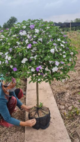 Cách Chăm Sóc Cây Hoa Nhài Nhật Từ A Đến Z Cho Hoa Nở Quanh Năm