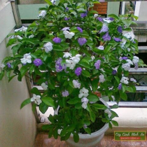 Cách Chăm Sóc Cây Hoa Nhài Nhật Từ A Đến Z Cho Hoa Nở Quanh Năm