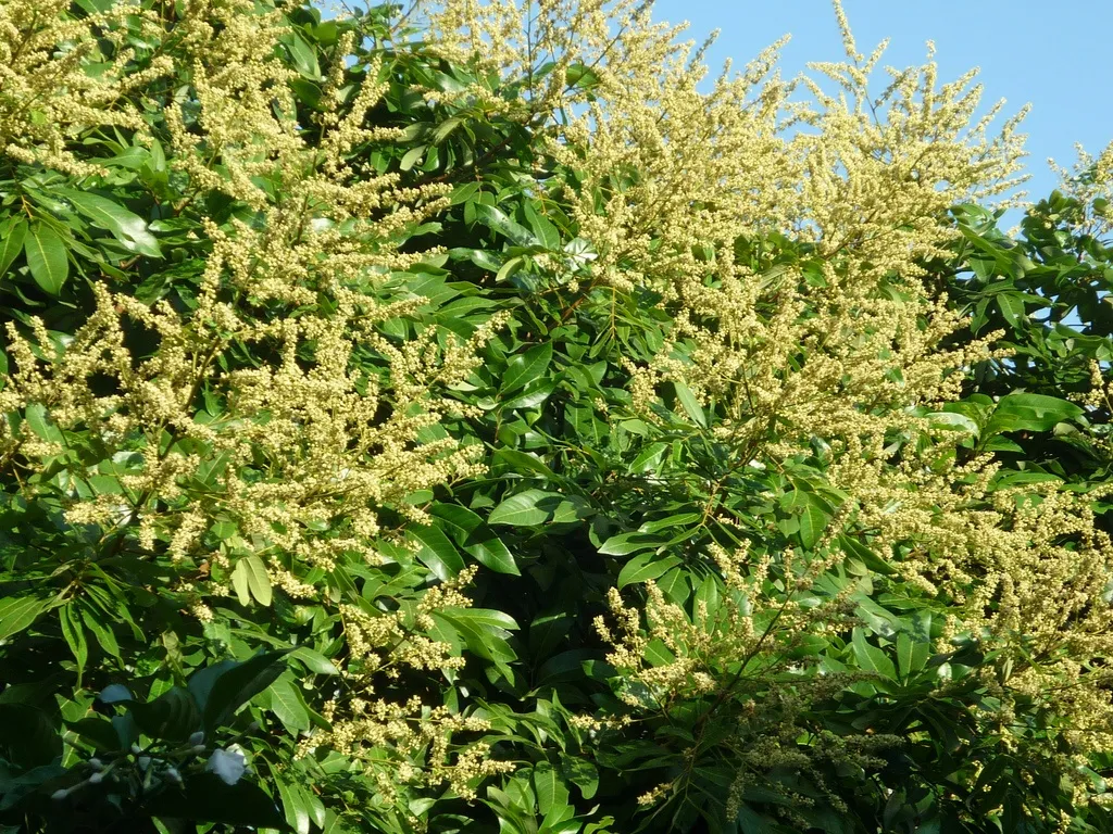 Cây nhãn đang trong giai đoạn ra hoa rộ