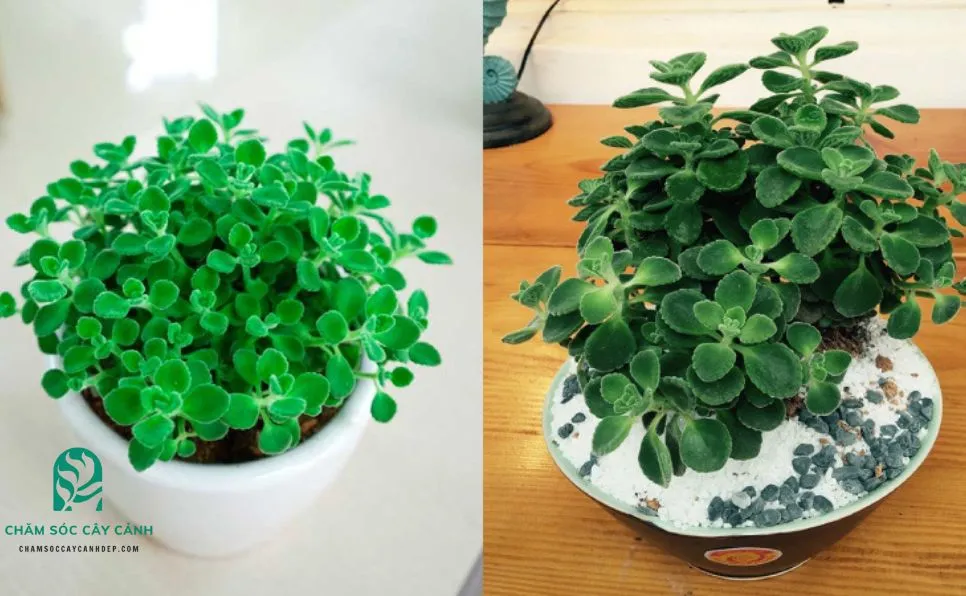 Cây Nhất Mạt Hương bị vàng lá do tưới thừa nước, minh họa một trong những sai lầm khi chăm sóc