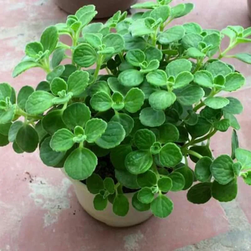 Cây Nhất Mạt Hương - Chăm sóc sen đá lá thơm