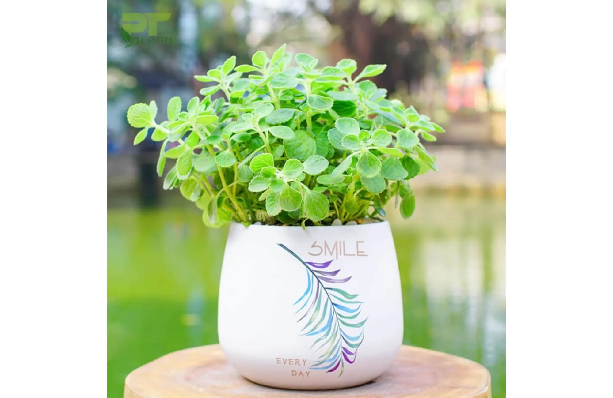 Cây Nhất Mạt Hương không hợp đặt trong bếp vì tính tương khắc